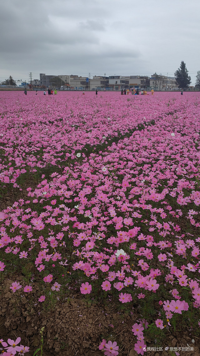 平沙格桑花海图片