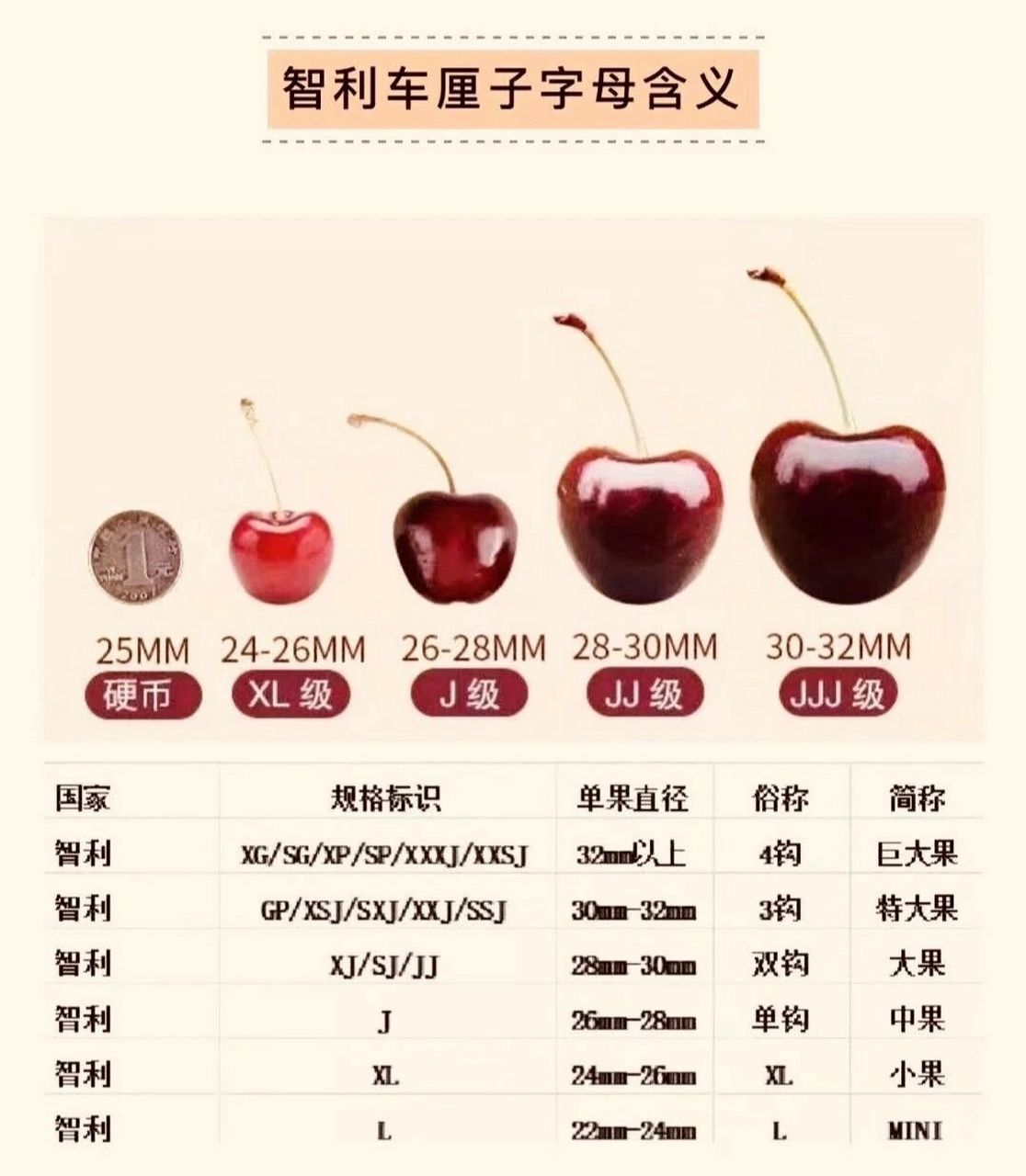 车厘子型号xj图片