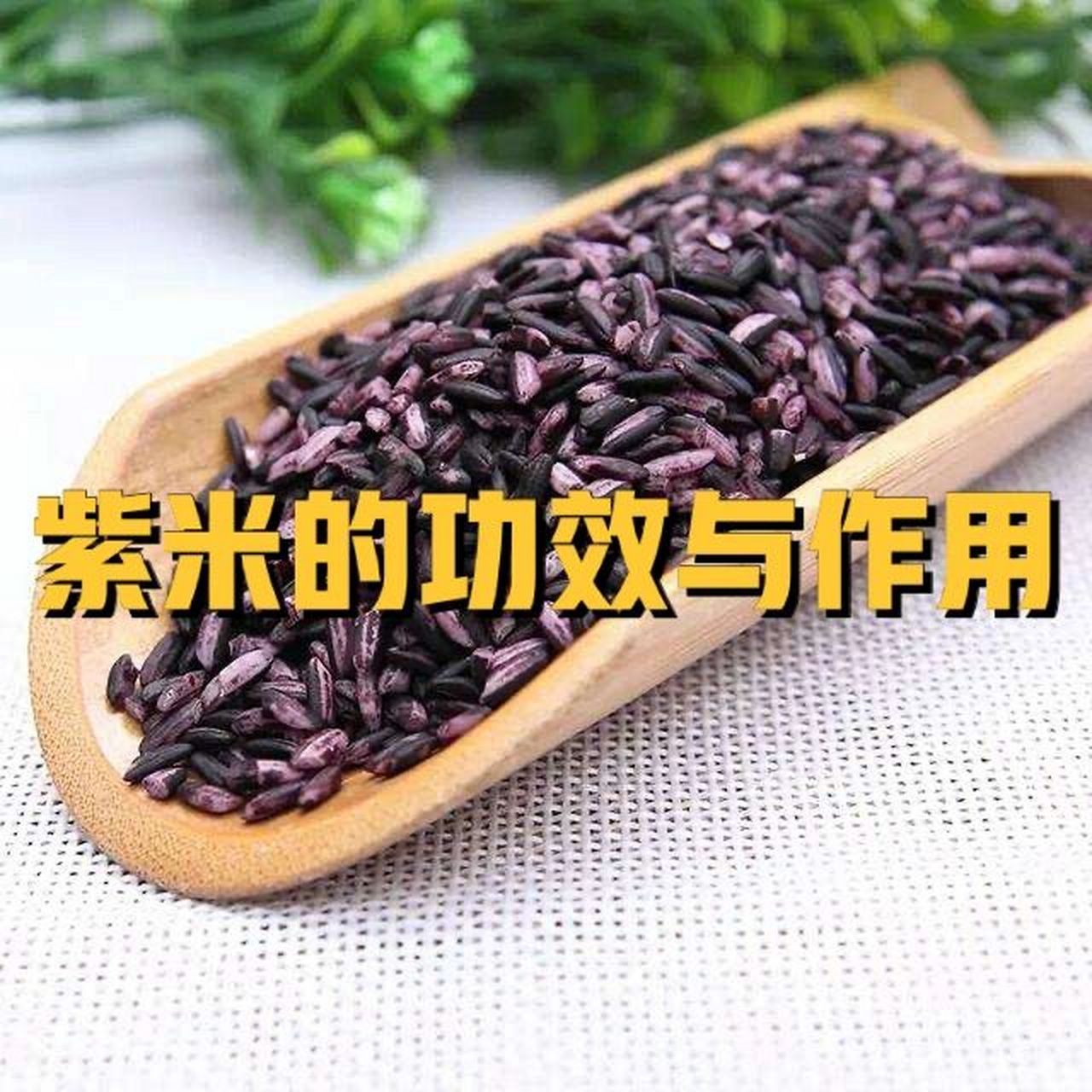 紫米的功效与作用 紫米主要含赖氨酸,色氨酸,维生素b1,维生素b2,叶酸
