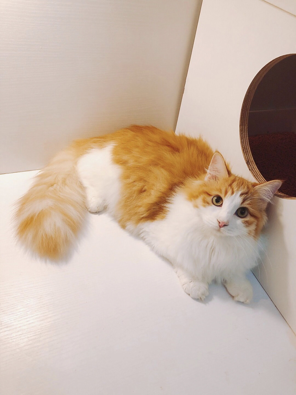 【八卦贴】布偶串串之橘白狮子猫.