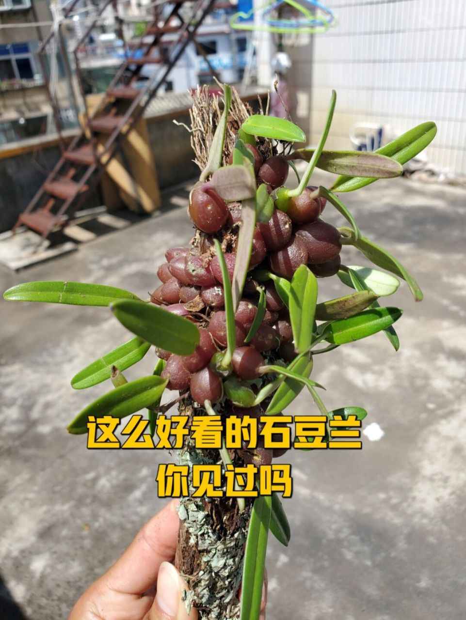 这些好看的石豆兰品种,你见过吗 #花卉绿植# #花卉# #石斛# #兰花