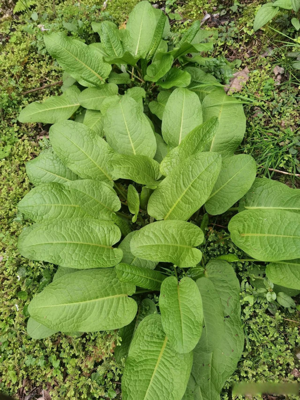 野菠菜图片