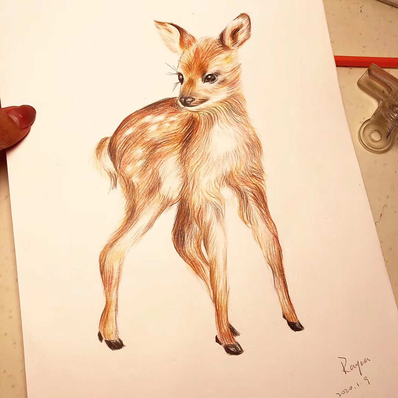 彩铅画临摹小动物之梅花鹿 拍照光线偏黄,小鹿颜色敲喜欢,毛流还算
