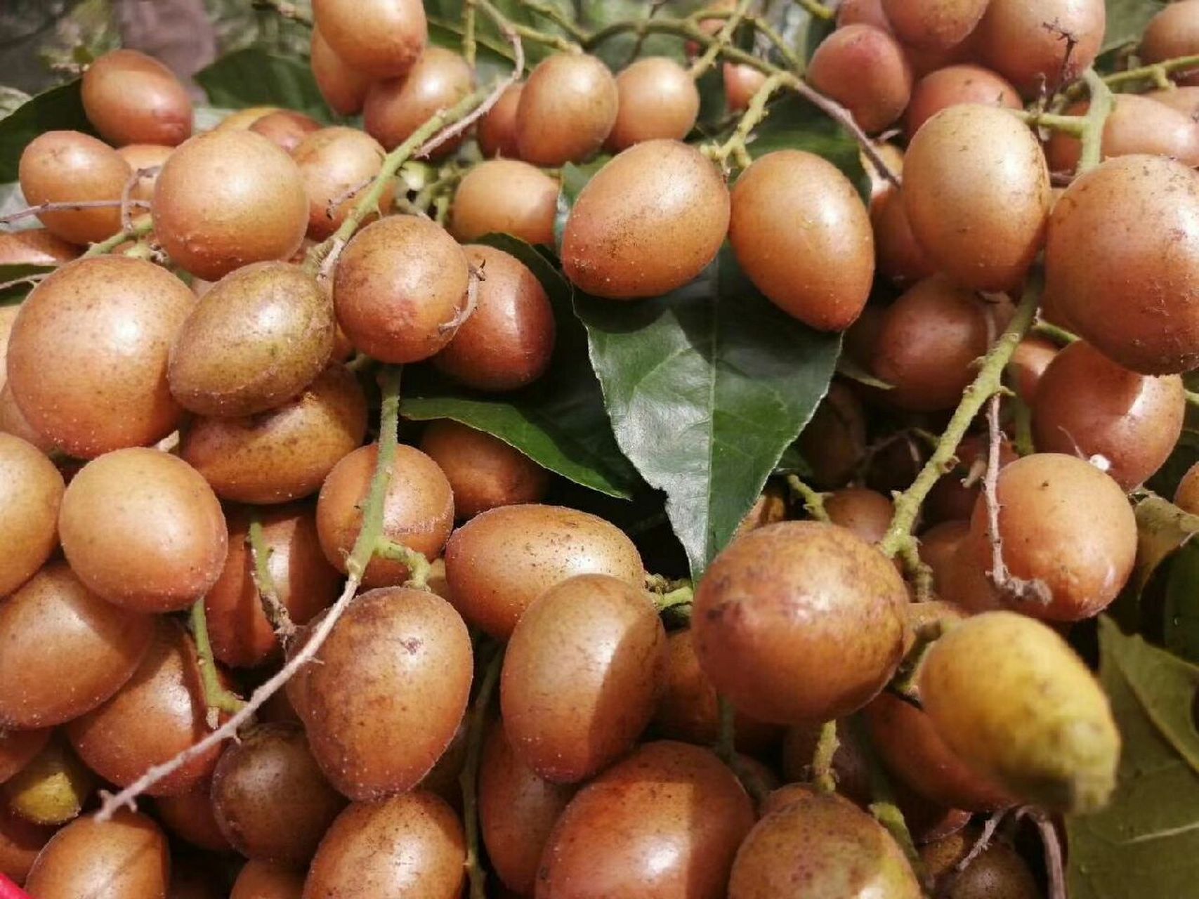 黄皮果品种之一《贵妃果》 黄皮果中上等品种,新晋网红果9799