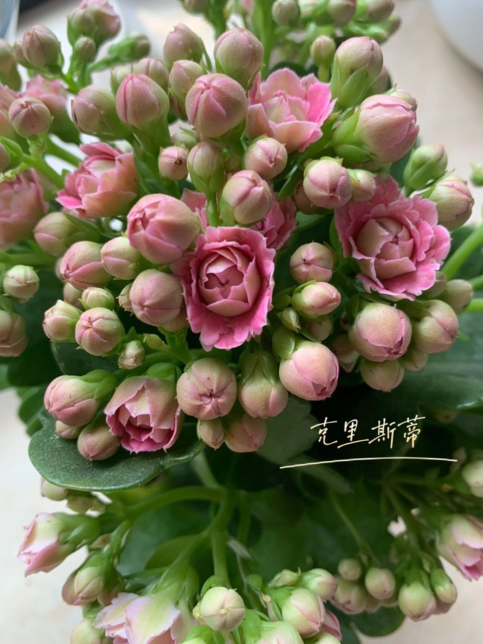 图一 图二是克里斯蒂,羽毛花瓣,像缩小版的牡丹花瓣,喜欢长寿花的一定