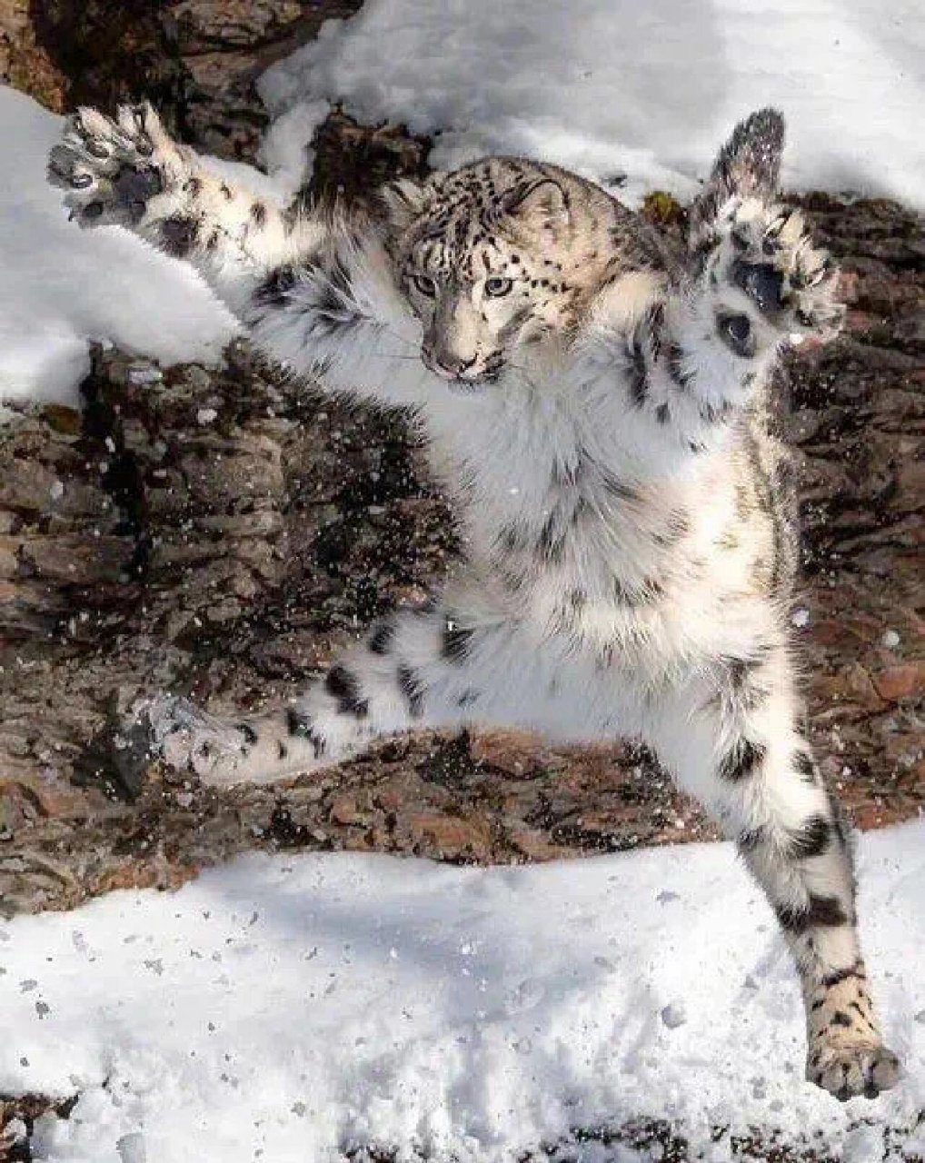 加拿大雪豹猫图片