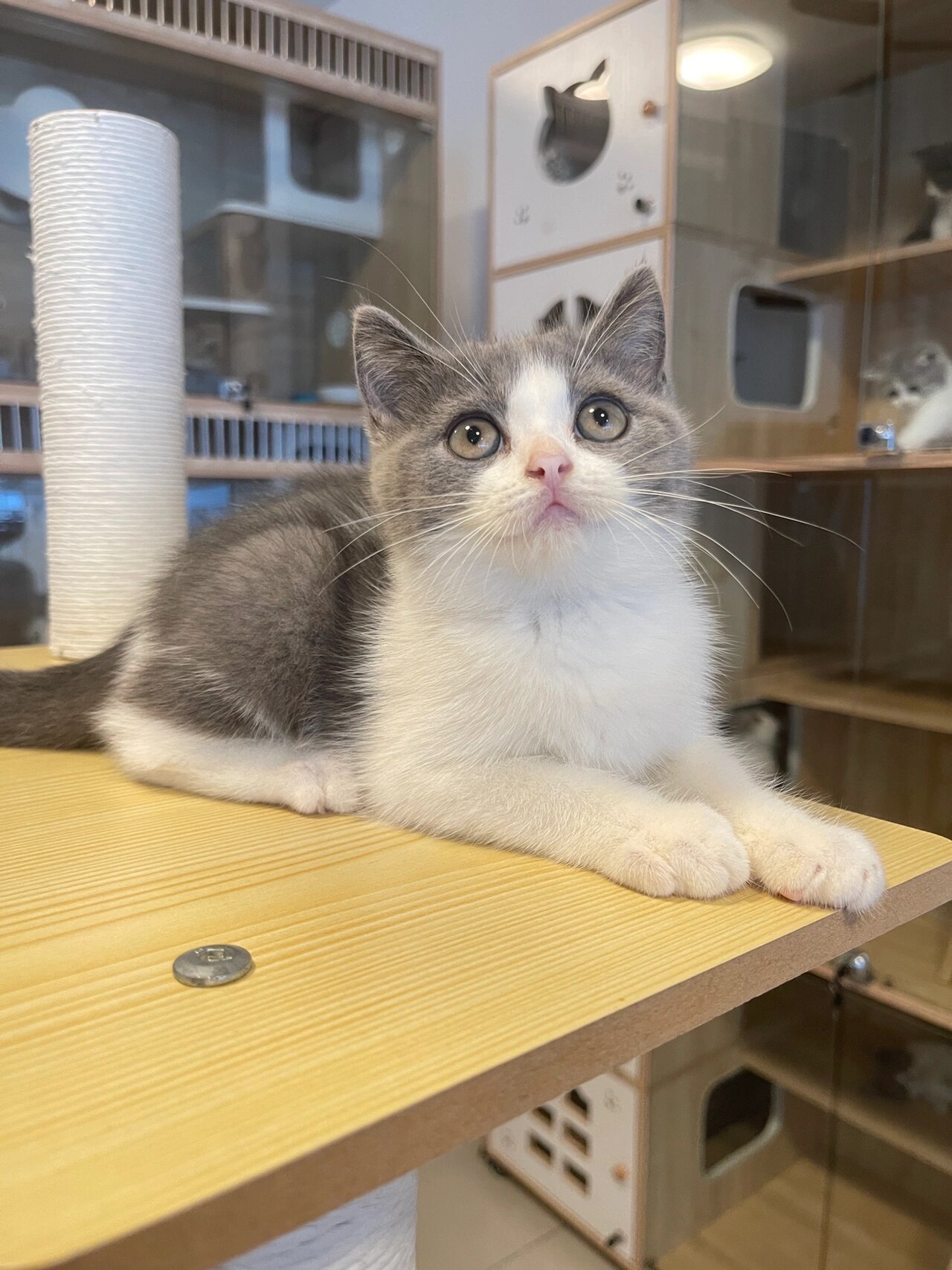 标准蓝白英短 八字脸五粉的猫咪 快来看