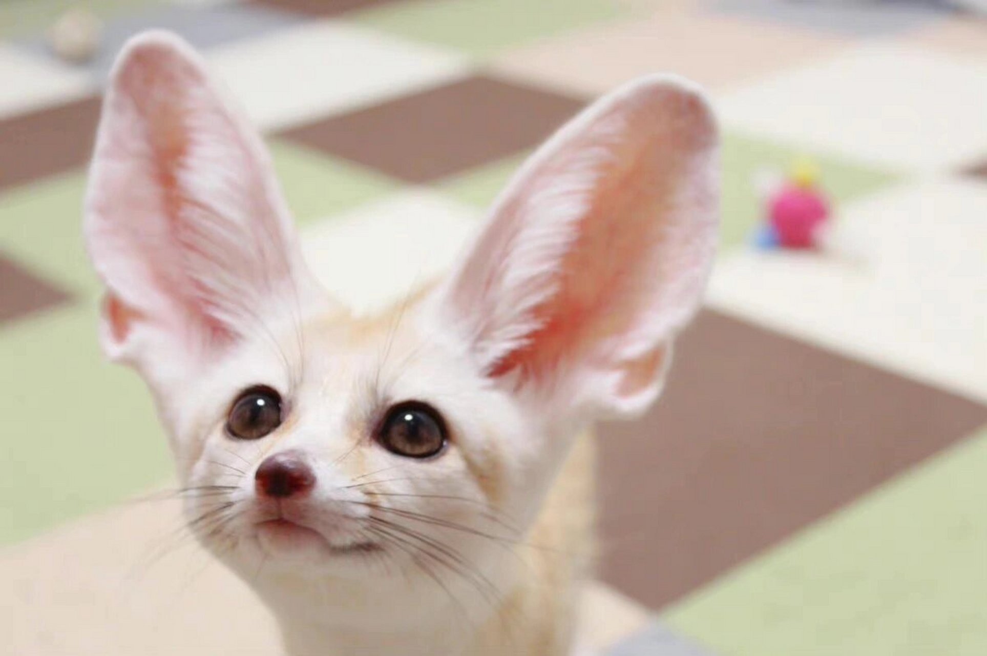 沙漠神兽小可爱——耳廓狐 耳廓狐真是一只迷人的小狐狸精,它挥舞着