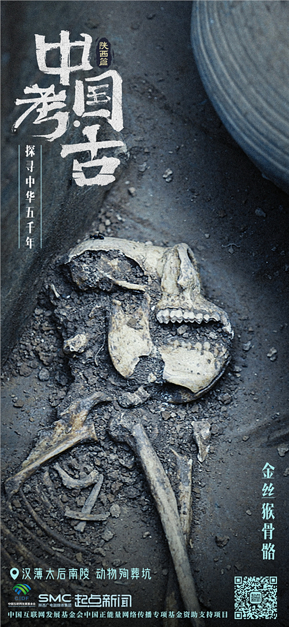 汉文帝霸陵殉葬坑发现大熊猫骨骼# 在汉文帝陵墓西侧的动物埋葬恐中