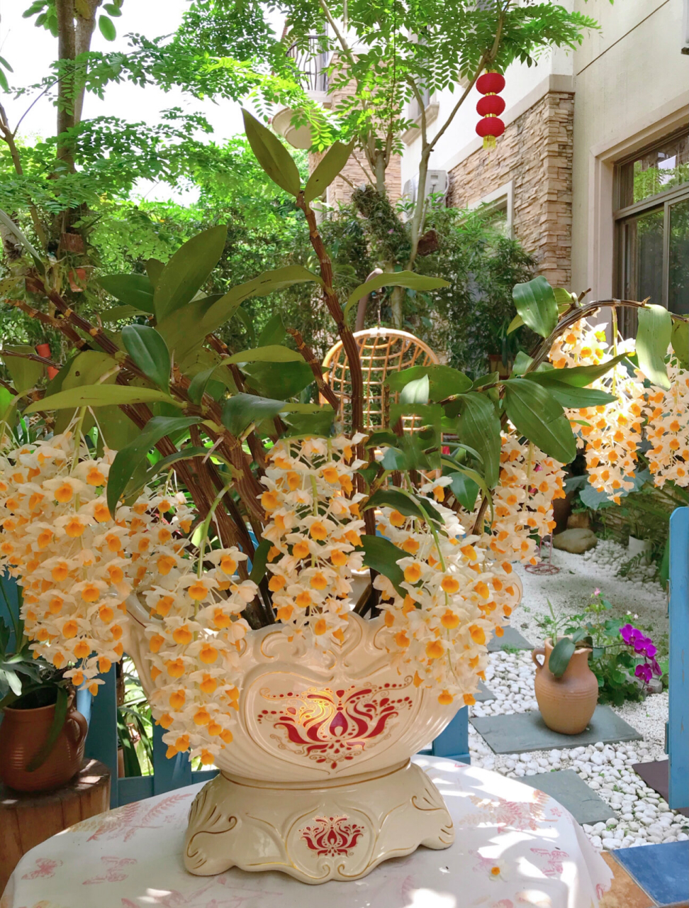 十八串球花石斛～怒放中～ 我的这棵球花石斛, 前年开了7串, 去年开了