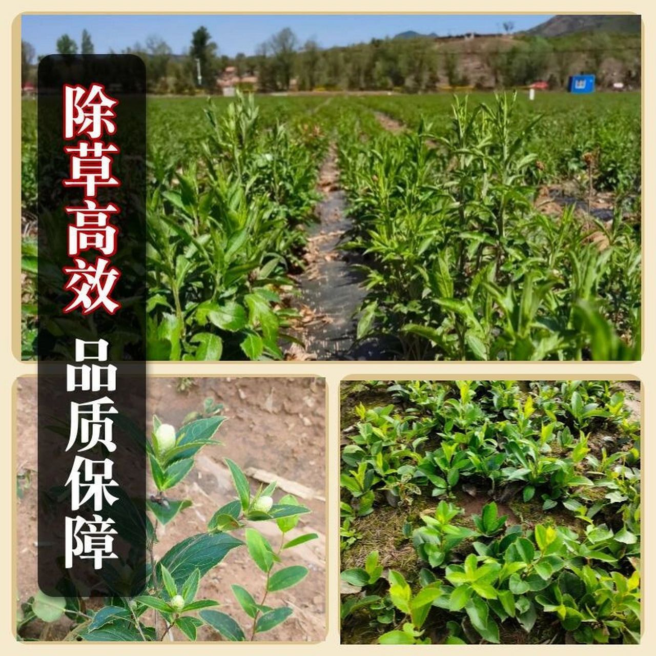 苍术苗后专用除草剂除草安全高效不伤苗 苍术中药材专用除草剂 	 产品