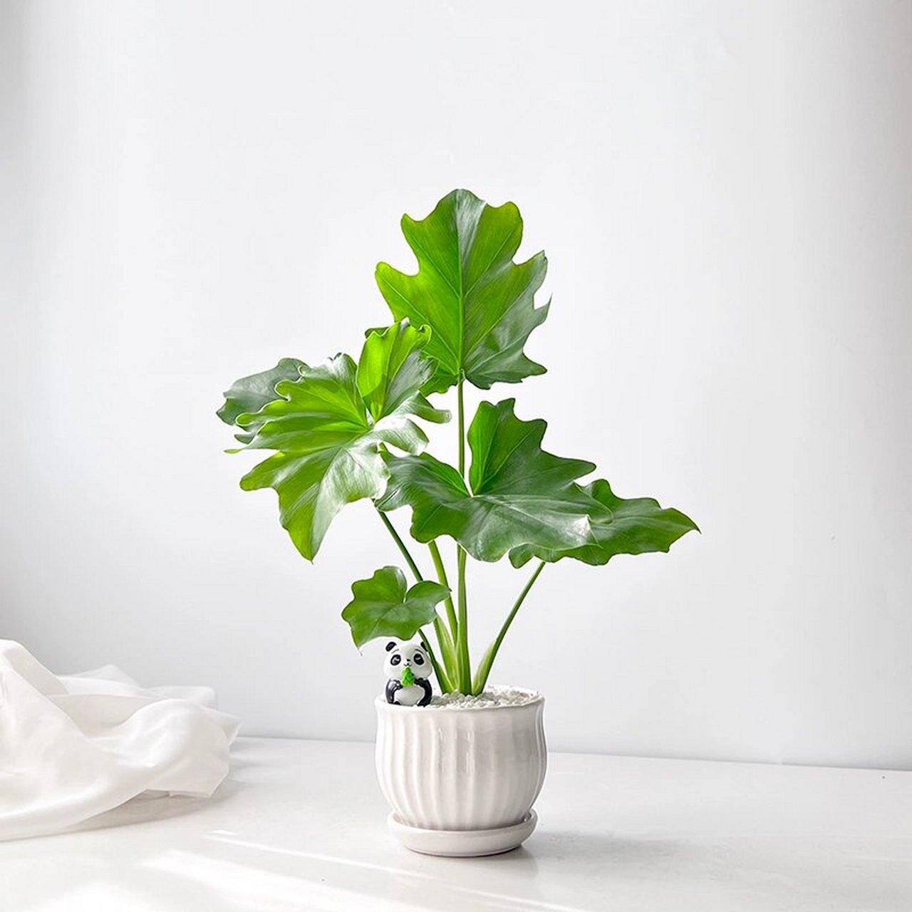 春羽蔓绿绒|ins室内美观解压耐阴易养活盆栽 春羽(philodendron