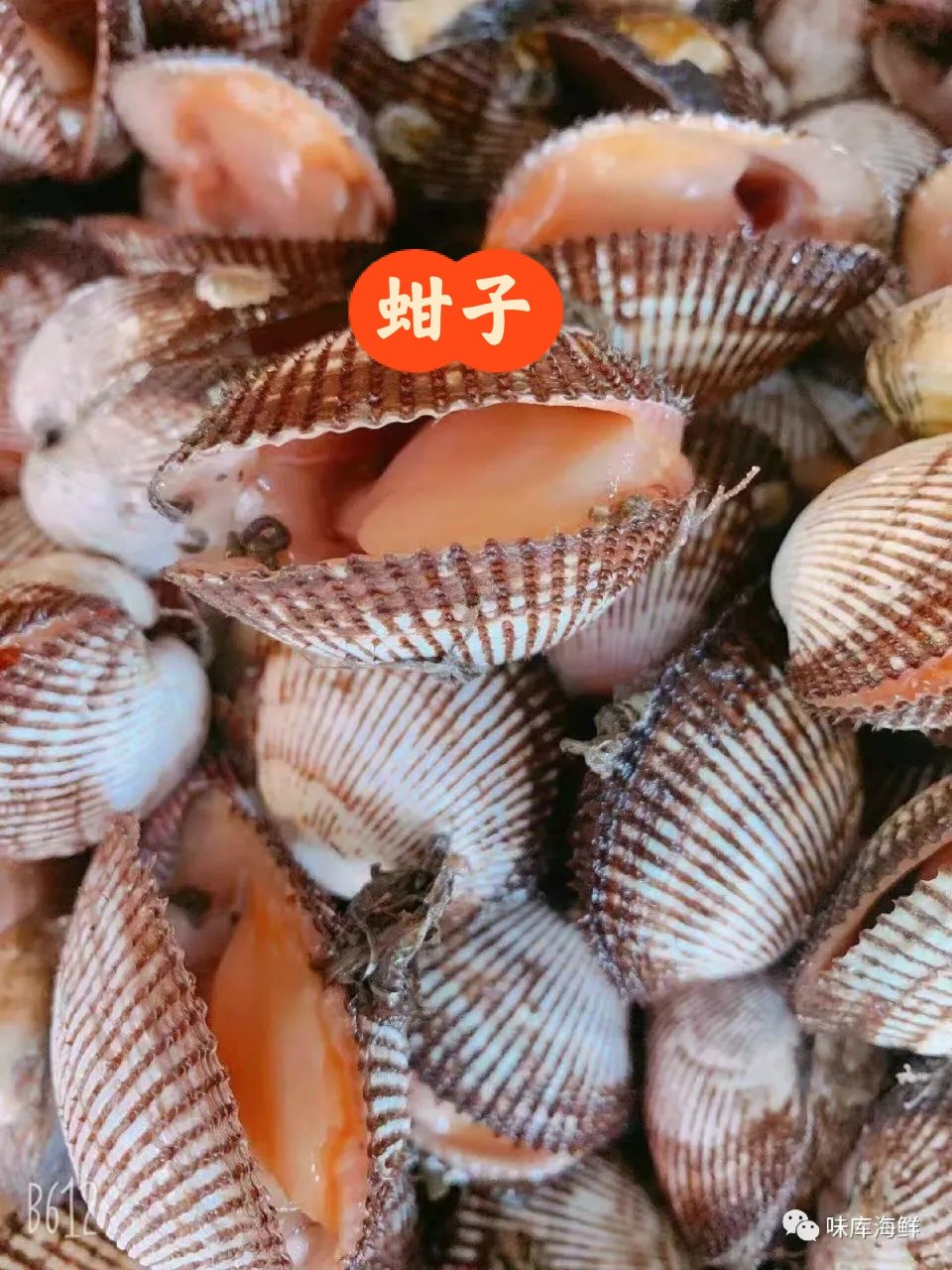 蚬子,蛏子,花蛤,蚶子,教你分辨一图解决 收藏起来,分辨一下海鲜