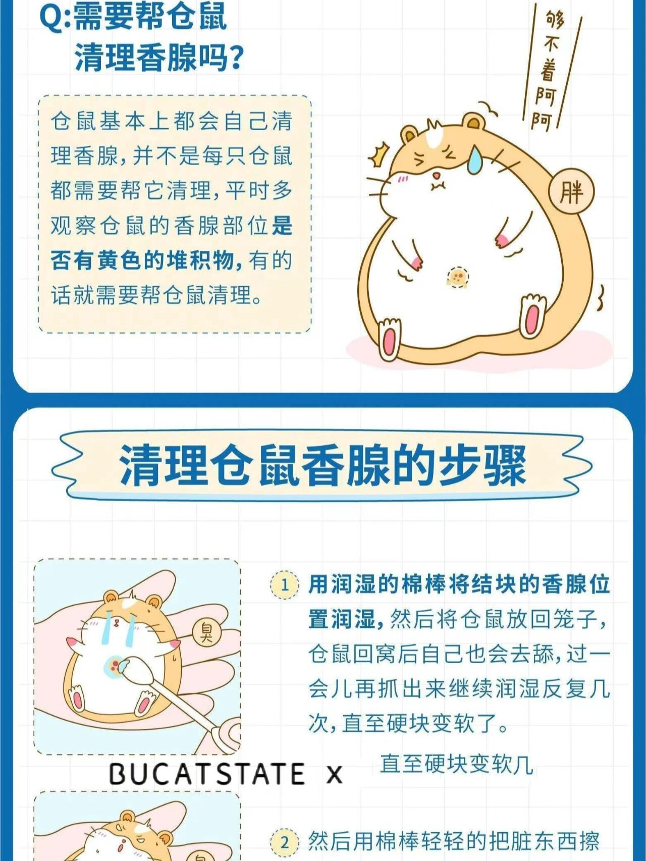 仓鼠香腺怎么清理图片