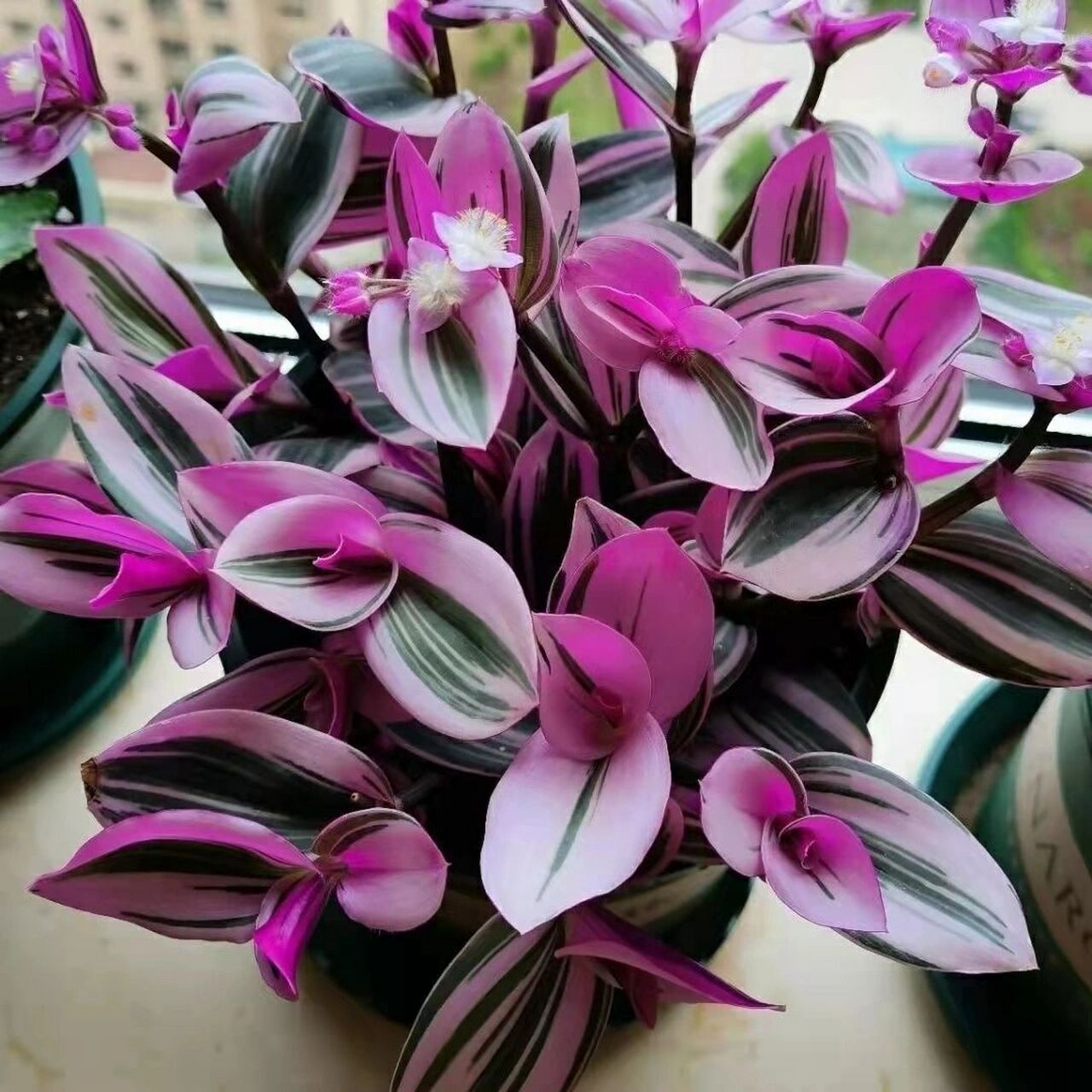 油画婚礼吊兰94丨颜值爆棚丨浪漫又梦幻 油画婚礼吊兰是近几年非常