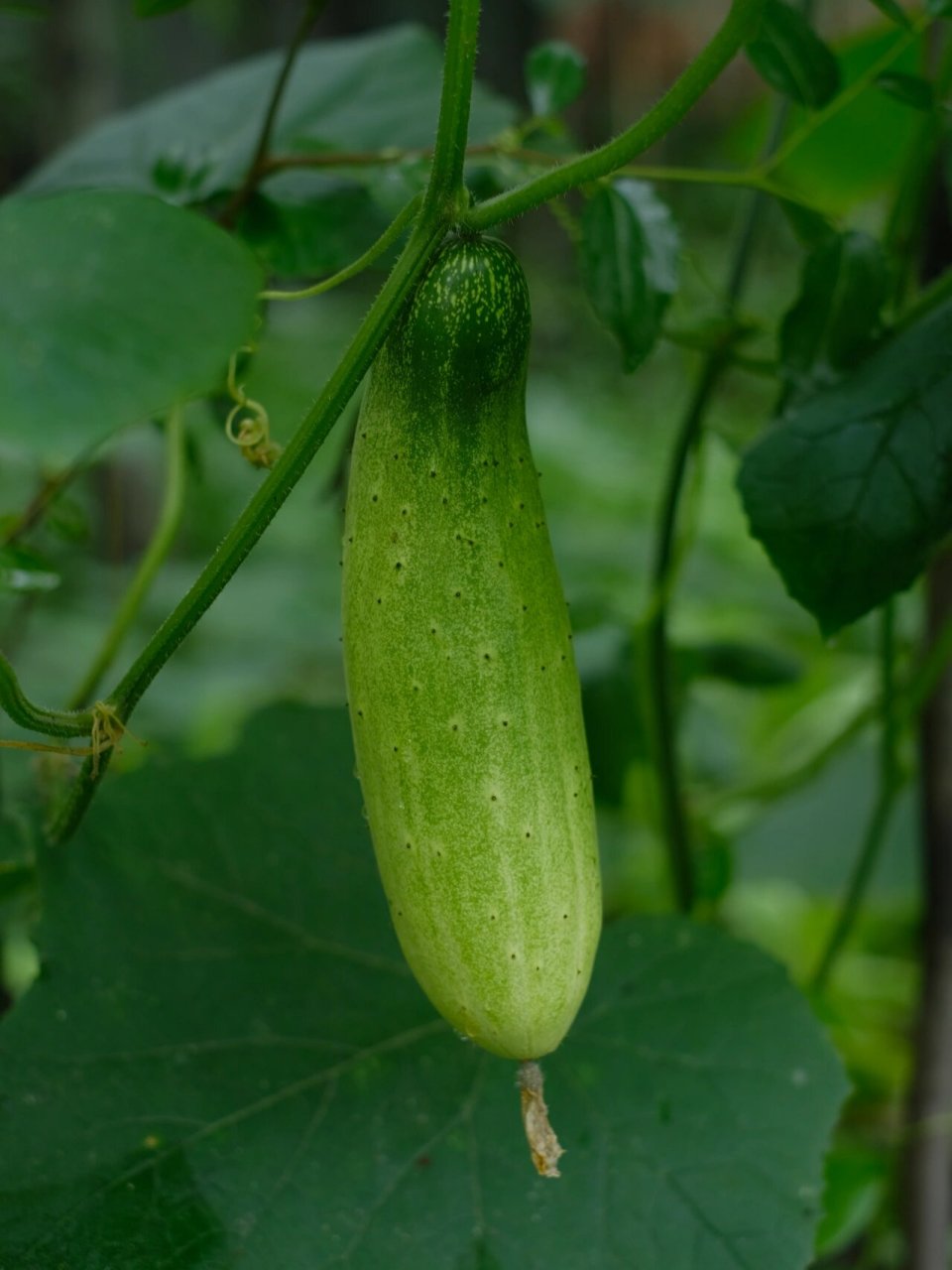 "黄瓜:我还是喜欢吃这种" 土黄瓜 真的是儿时夏天的记忆呀…… 炎热的