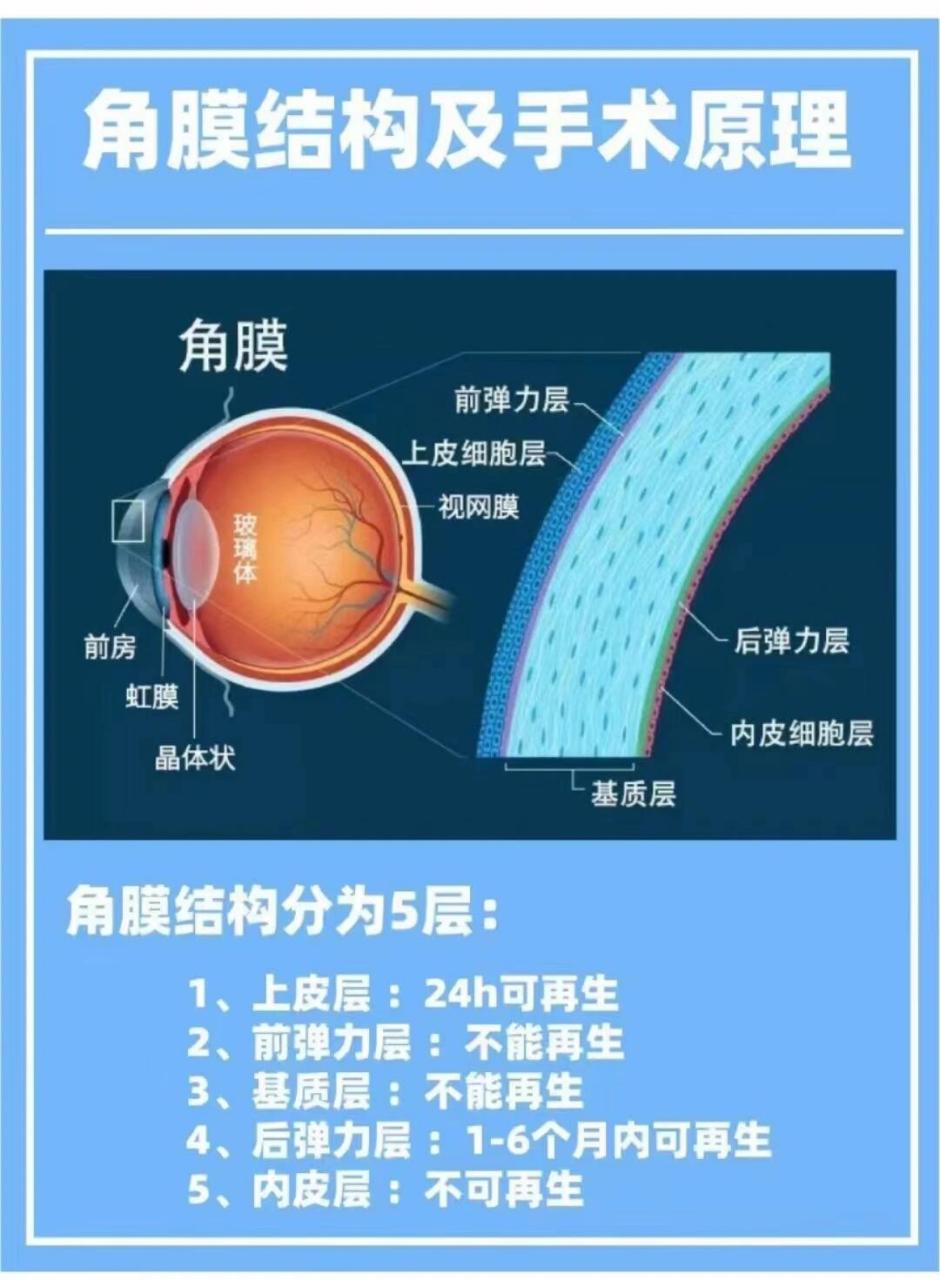 角膜结构及手术原理 角膜结构及手术原理 角膜结构分为5层: 1,上皮层