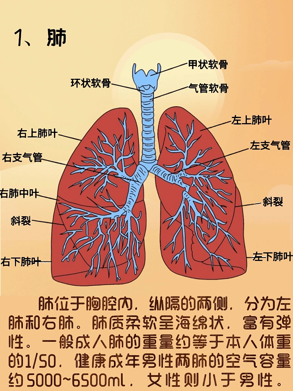 器官解剖之肺脏  简介:肺位于胸腔内,纵隔的两侧,分为左肺和右肺.