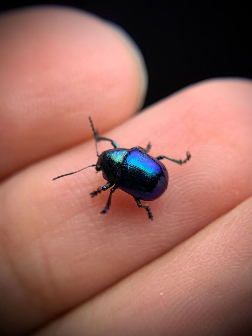 精致的小甲虫 中华萝藦叶甲,常见的小昆虫,宝石般的质感[爱你]#昆虫