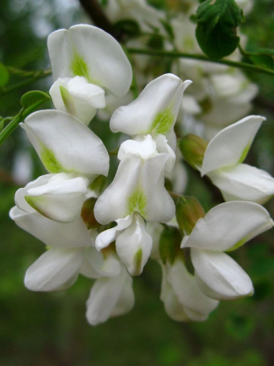 槐花,别名:洋槐花 槐花,又名洋槐花,广义的洋槐花指豆科植物的花及