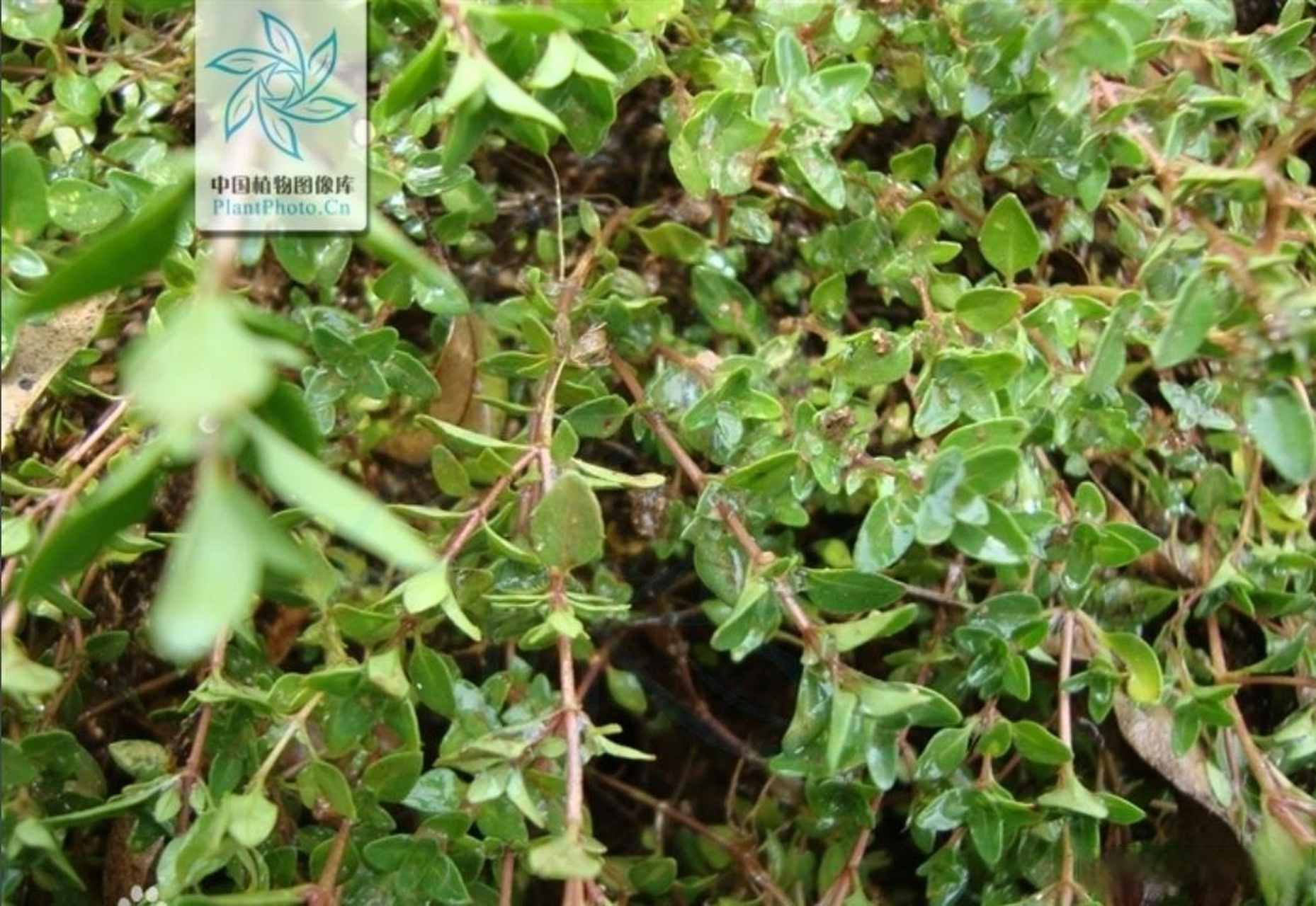 详解茶树守护精华油中百里香的作用  英文名:thyme,white  拉丁文名