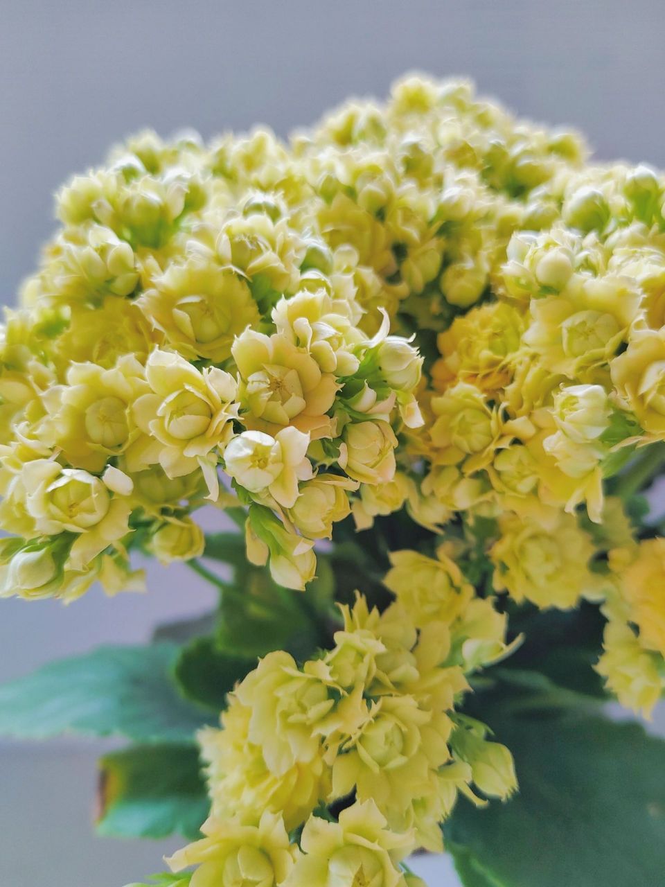 重瓣长寿花 柠檬冰淇淋 缤纷育种品种 长寿花已经算是开花机器了,柠檬