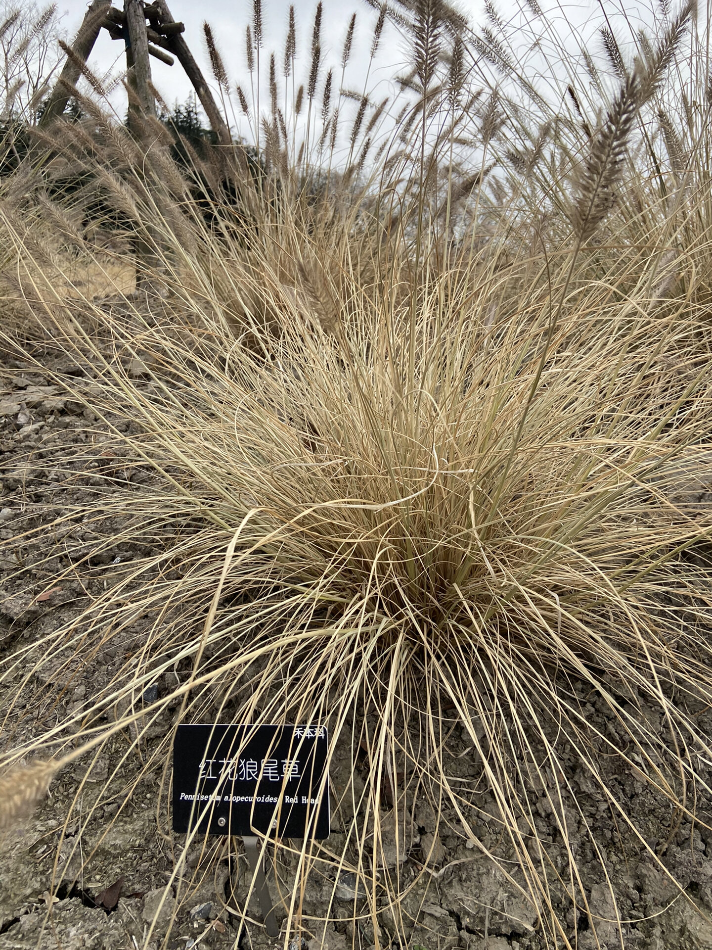 冬季的观赏草 你认得几种75157515 摄于2020.12.