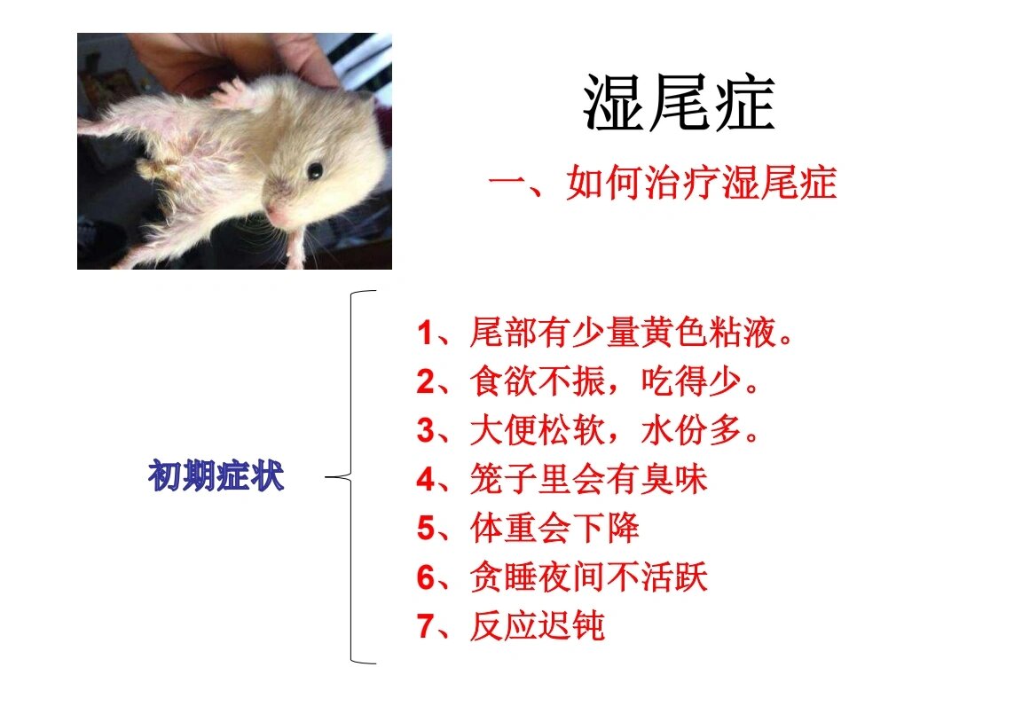 更新仓鼠金丝熊湿尾症科普救治方法流程.