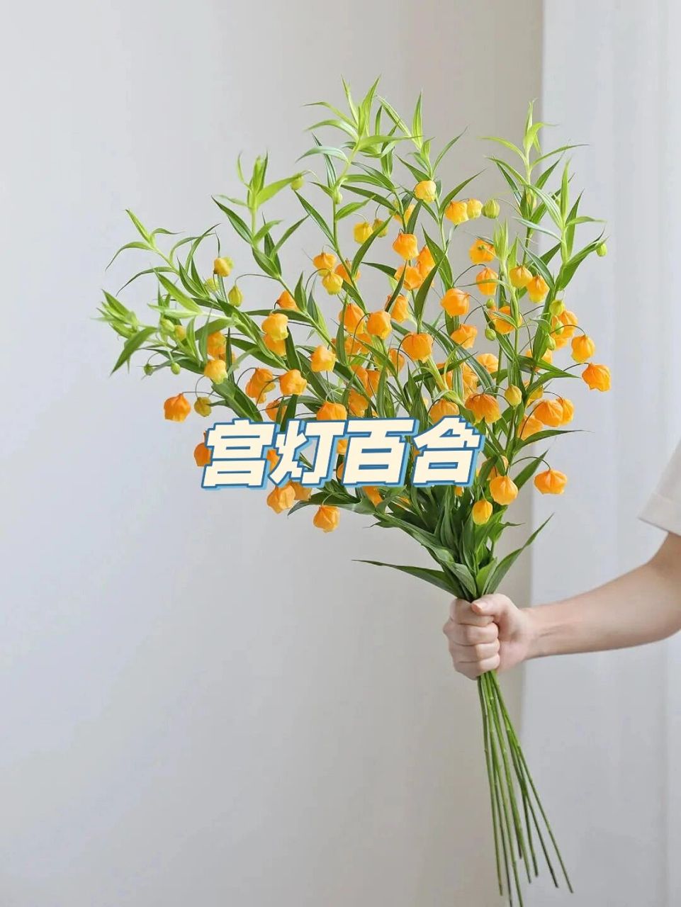 宫灯百合|花中爱马仕,治愈系满枝的小风铃 92宫灯百合,花中爱马仕