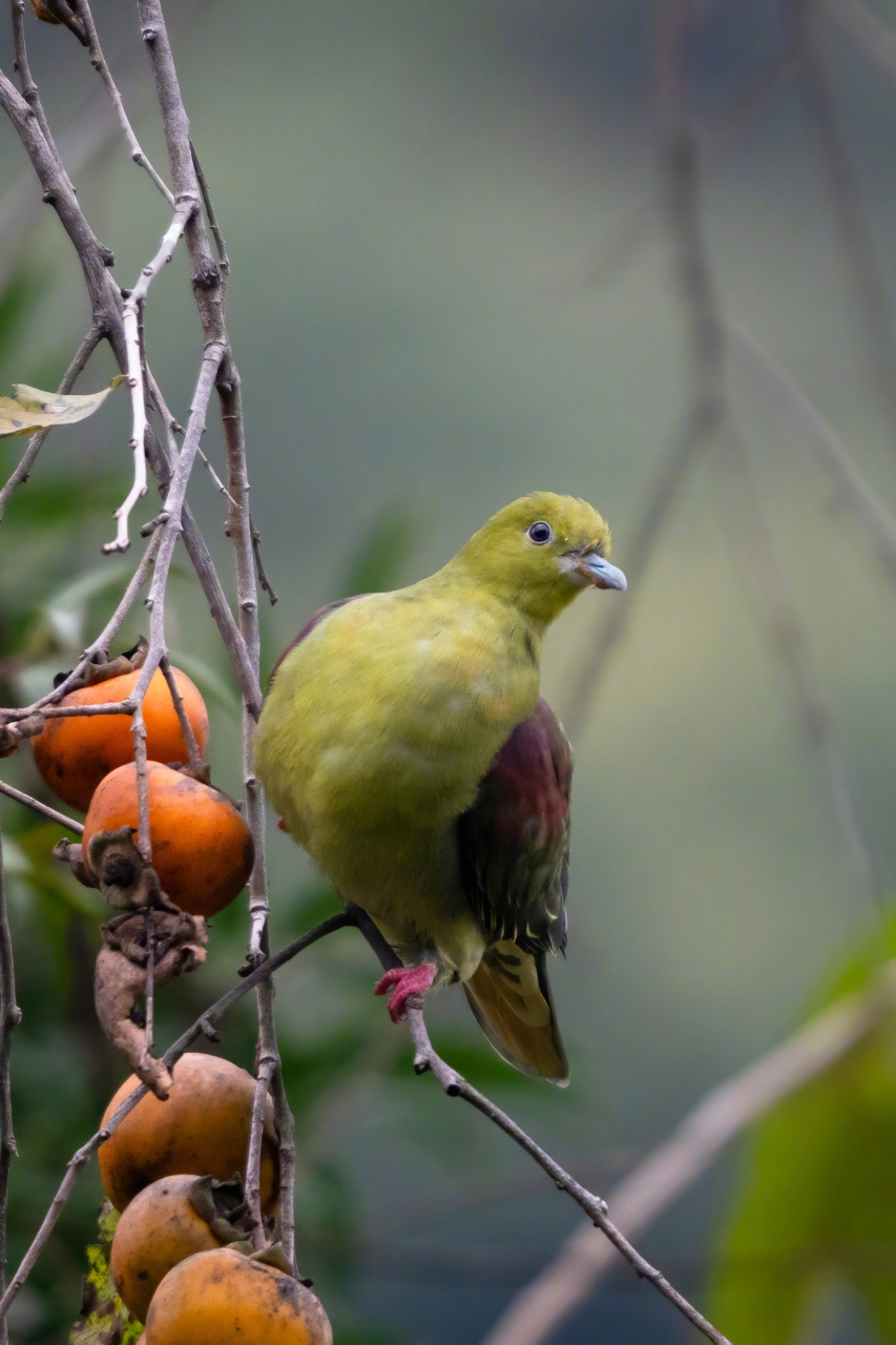 鼎湖山首次发现厚嘴绿鸠和楔尾绿鸠】广东鸟类又"上新"啦!