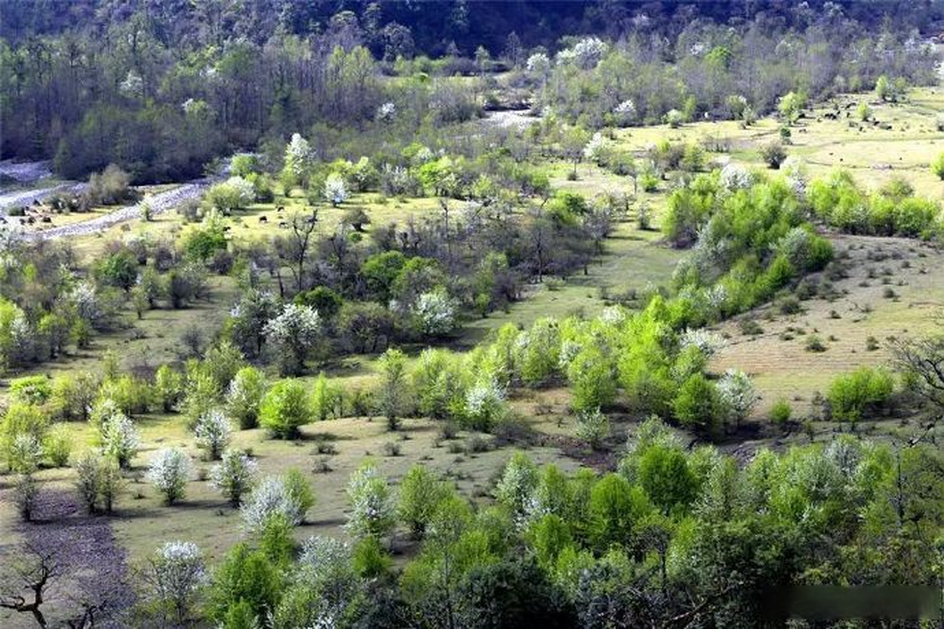总要去趟腾冲吧# 【腾冲大竹坝】大竹坝位于腾冲市明光镇自治口岸,与