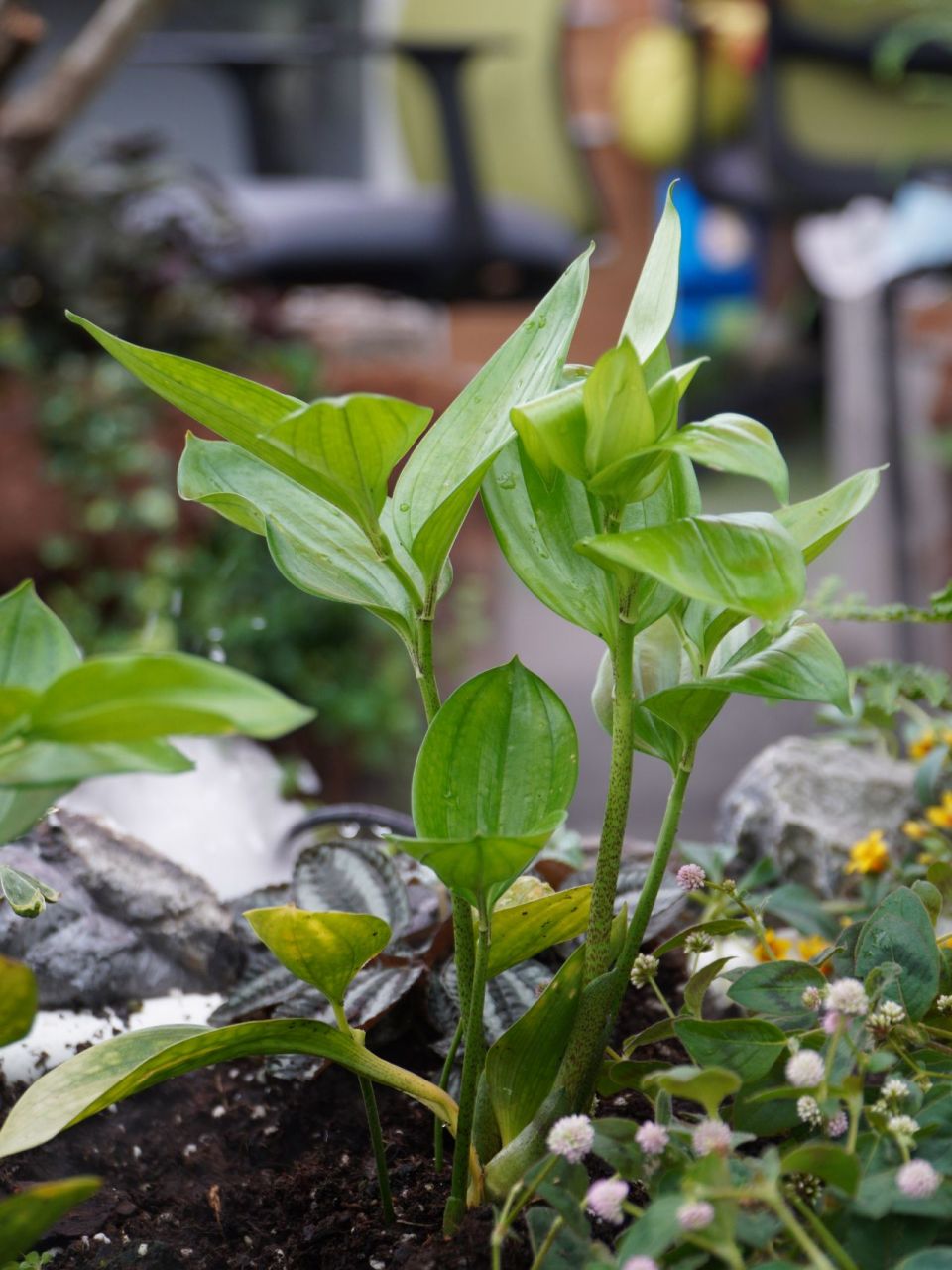 耐阴植物(四) 散斑竹根七 散斑竹根七02 disporopsis aspersa 94