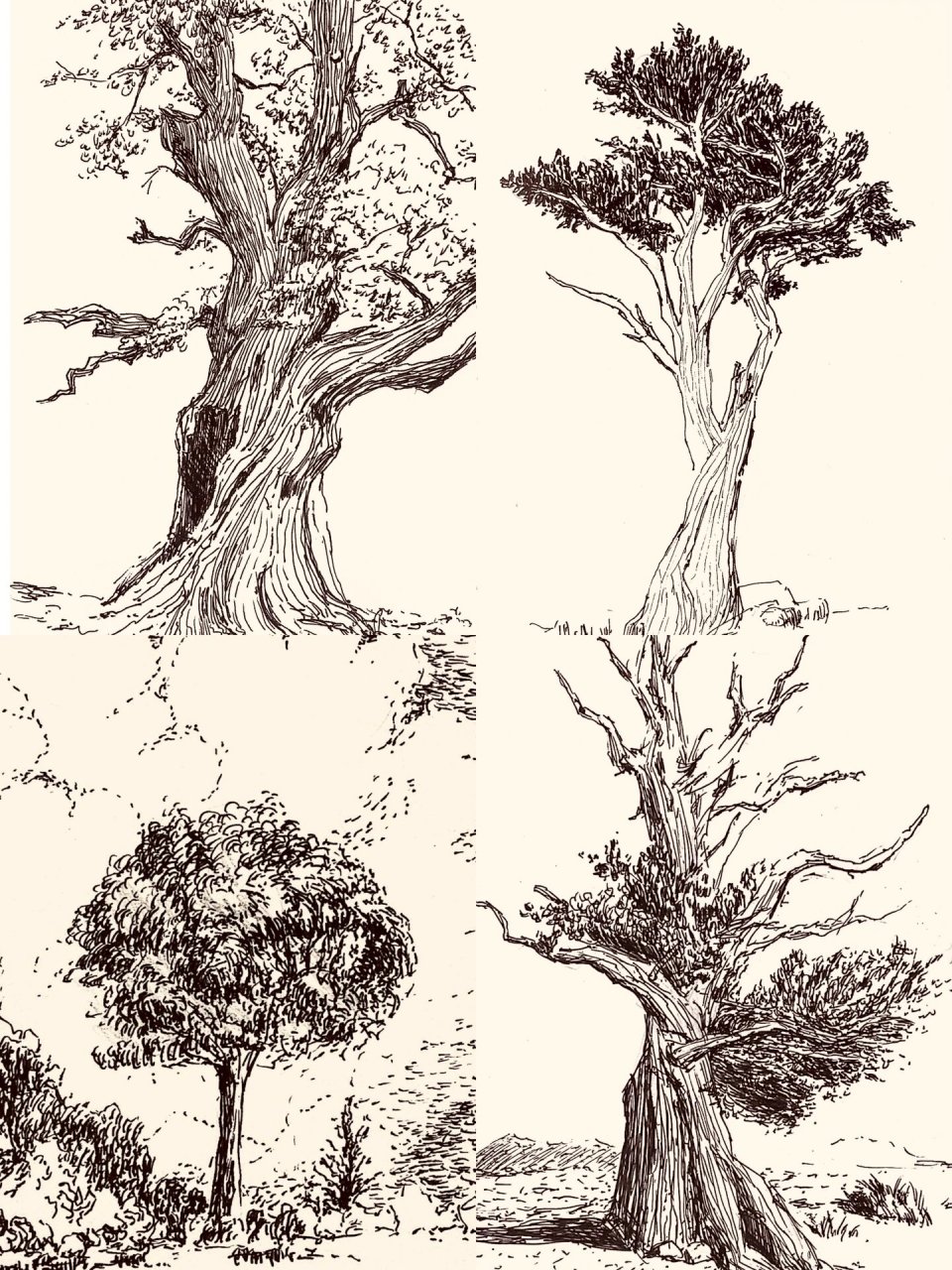 速写练习-树木速写合集 练习一下画单体,好好观察纹理和姿态.