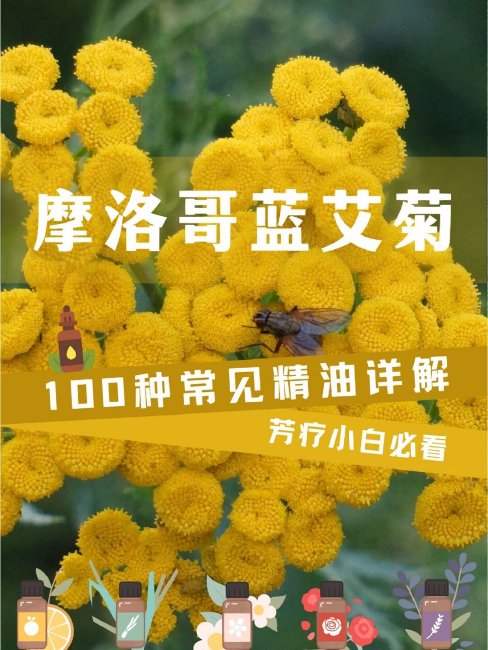 摩洛哥蓝艾菊精油,游刃有余的社交达人 9898摩洛哥蓝艾菊,德国洋