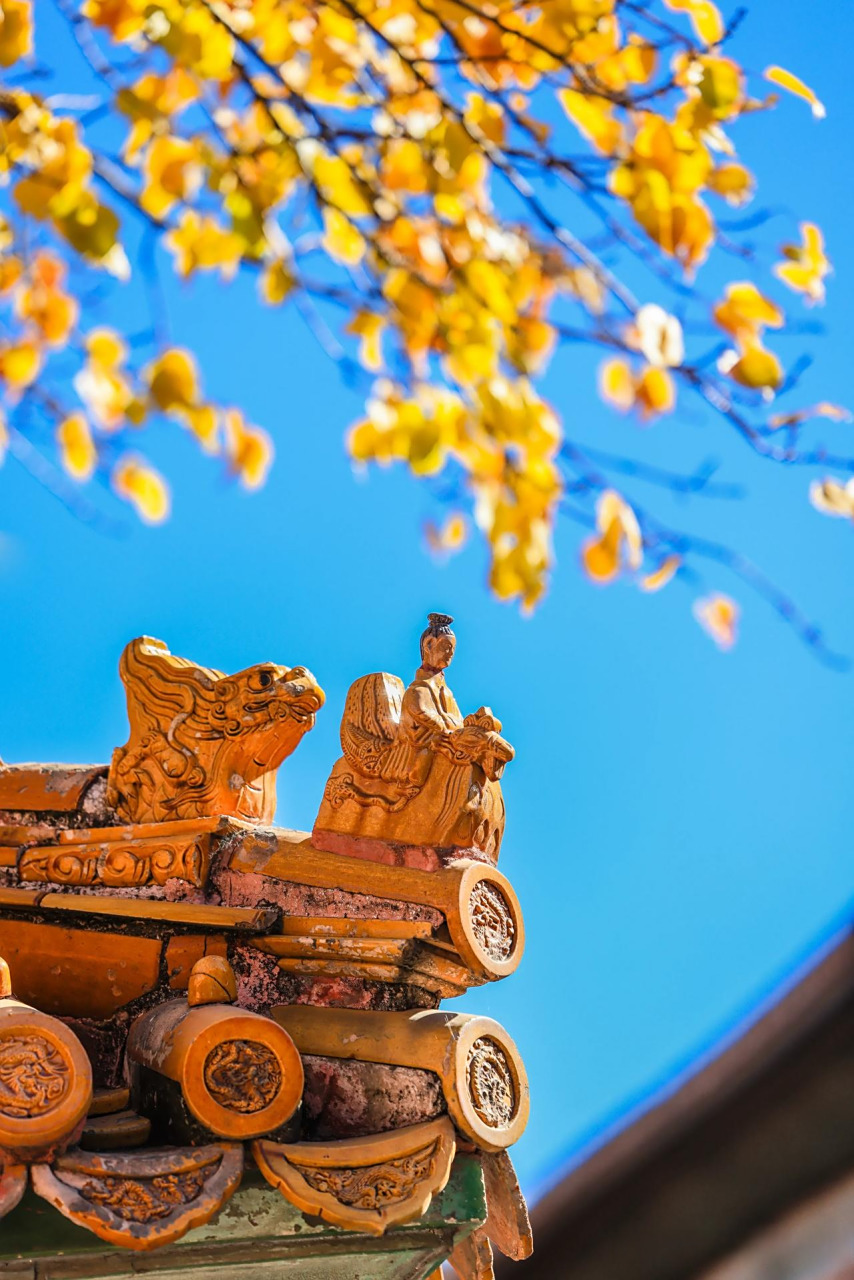 《故宫秋叶赞》 清晨,故宫银杏树在阳光下舒展枝叶, 一阵风起,我