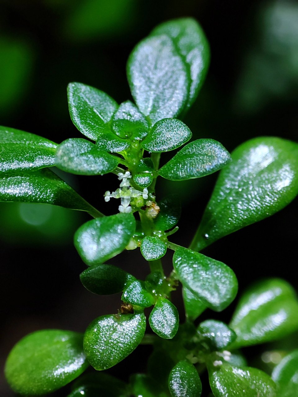 【微距观察】小叶冷水花:开花了 小叶冷水花开的花能有多迷你?