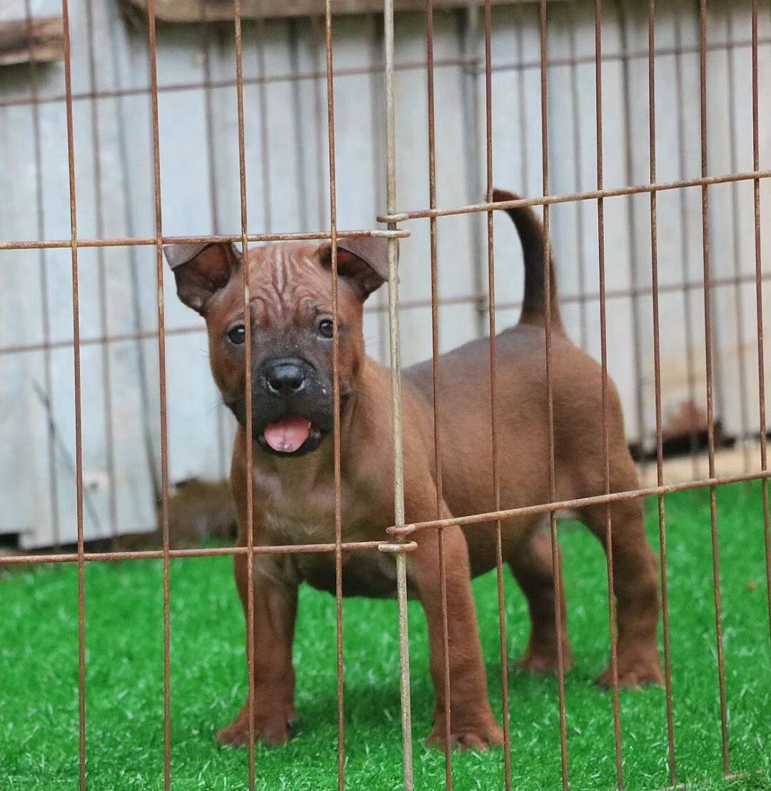 精品正齿川东猎犬 两条都是公狗,性格火爆,成年40-50斤