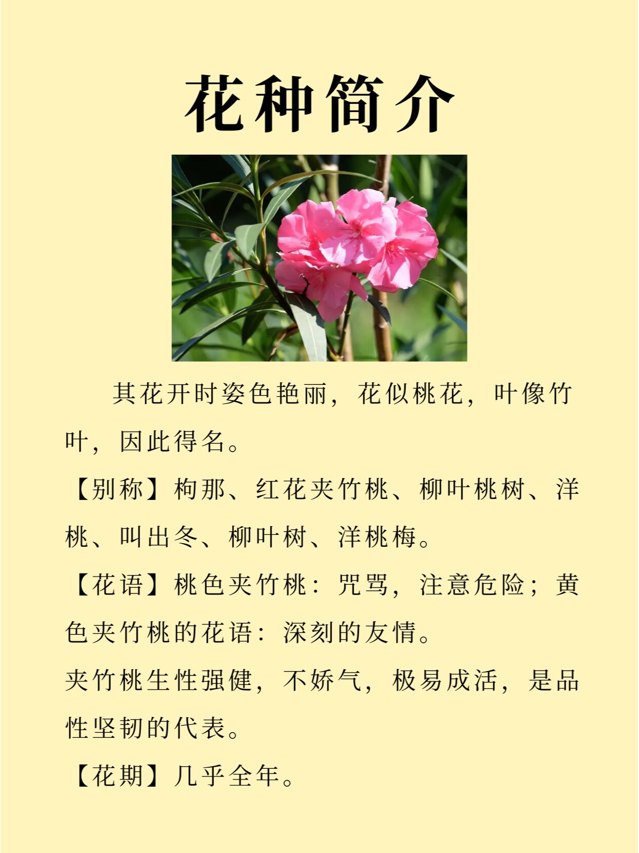 每天认识一种花