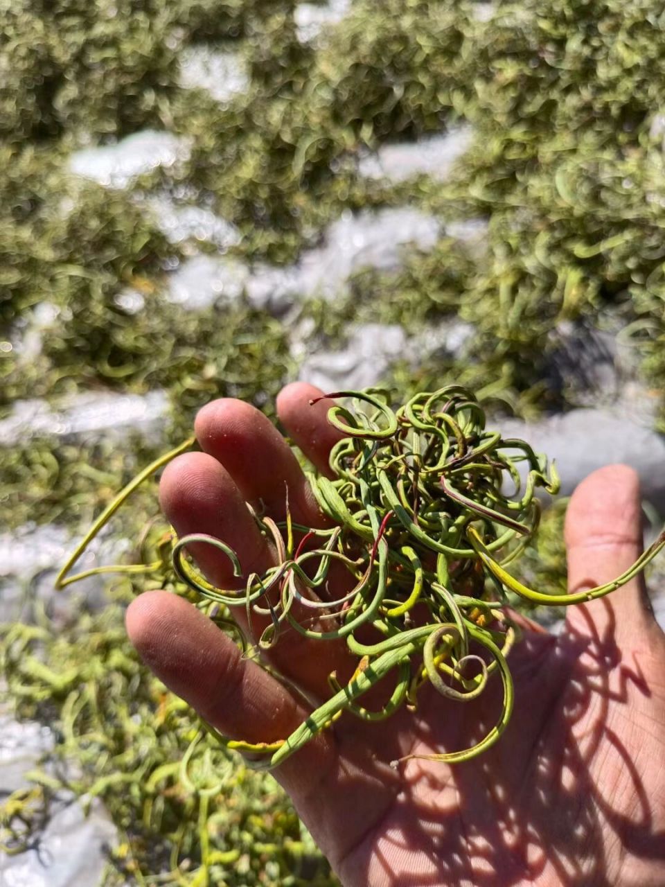 石草「野生化石草,又名"肾精茶"一草破石,还你一身轻松.