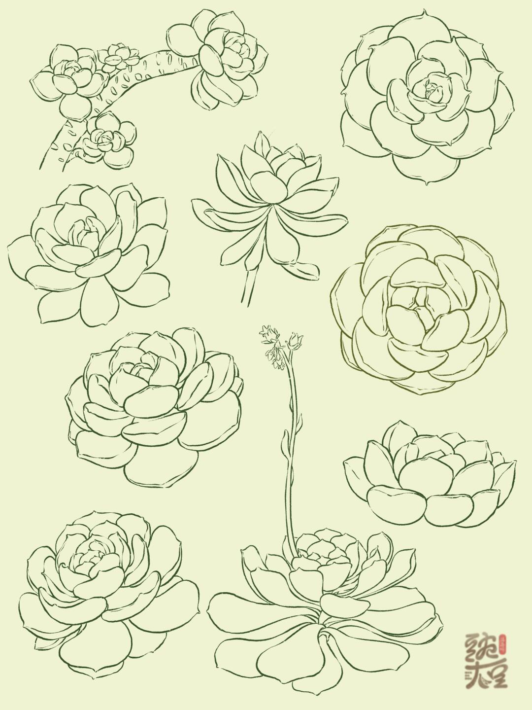 多肉-速写教程1