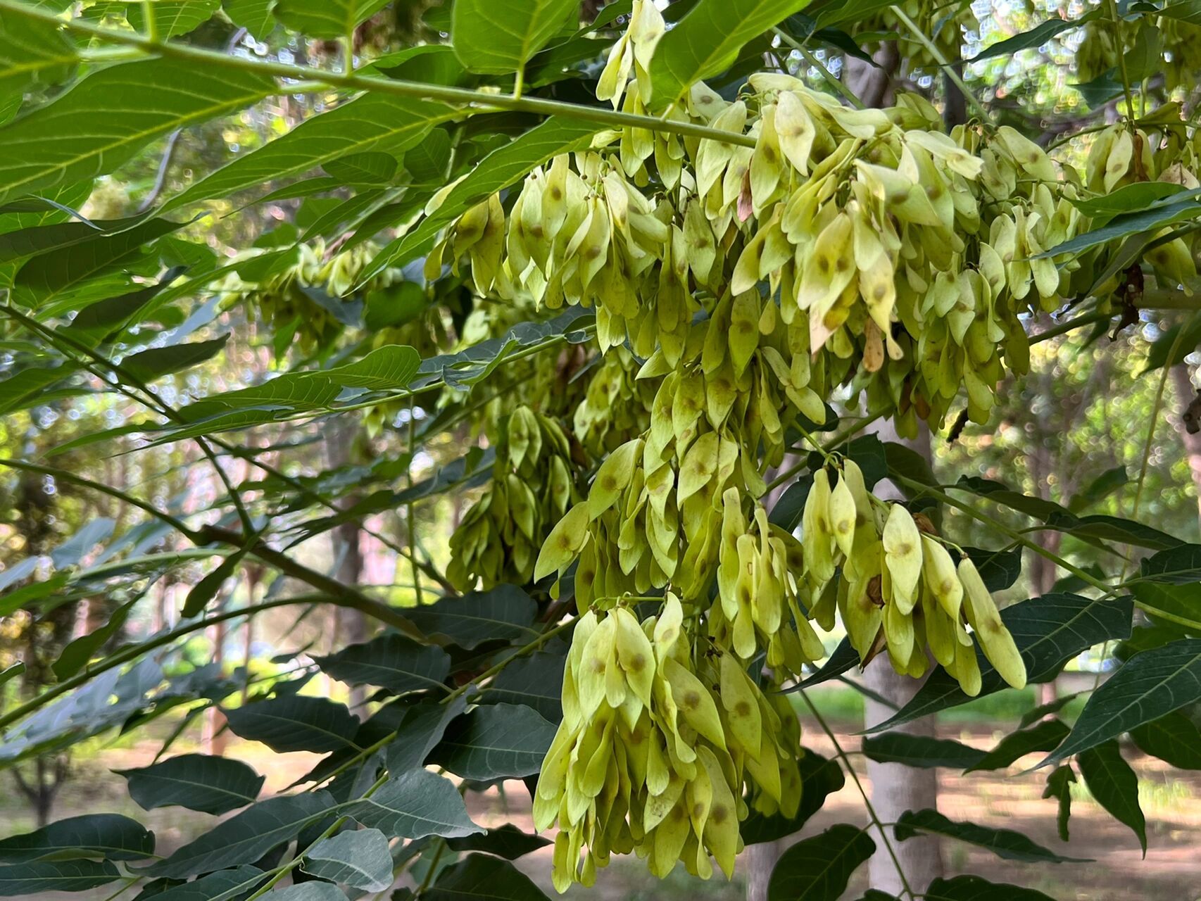 千头椿～～臭椿的栽培品种,褐黄色的翅果 千头椿,臭椿的栽培品种,翅果