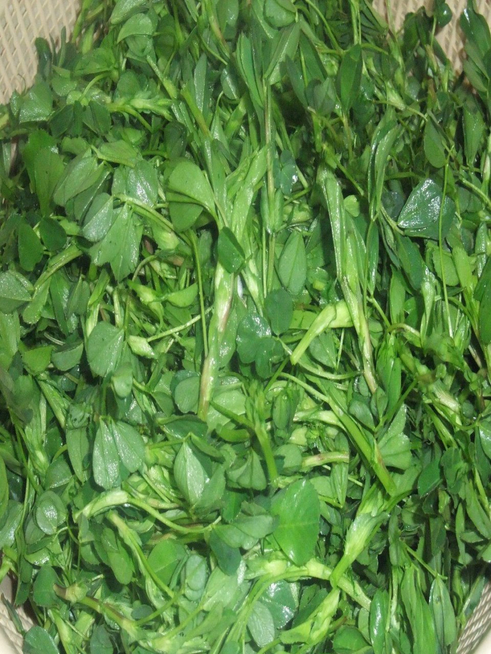 春天的家常美味 苜蓿鸡蛋素饺子 73157315春天的苜蓿芽味道鲜