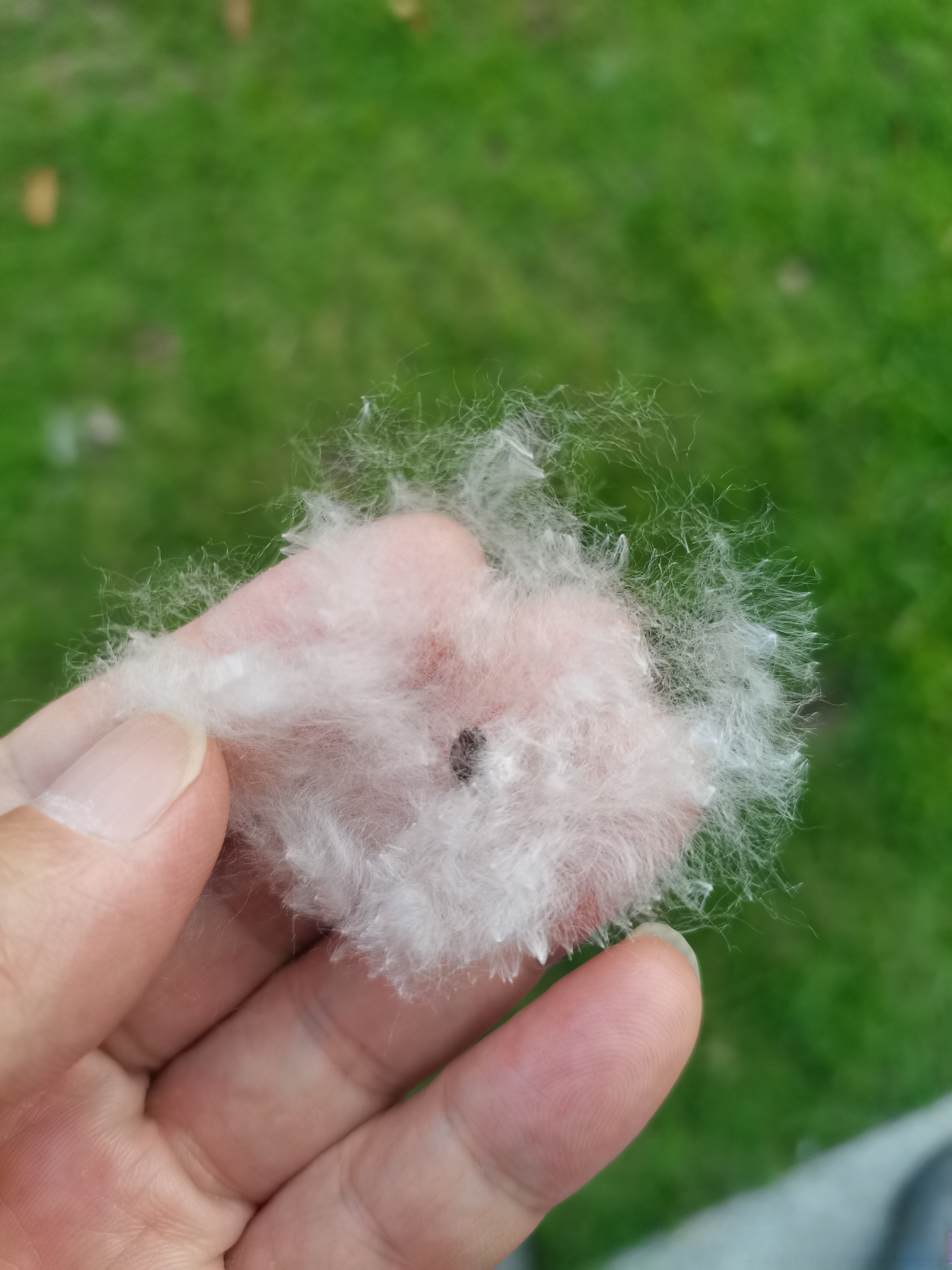 木棉花絮飘得如五月飞雪,木棉树下走多了应该是皮肤过敏了