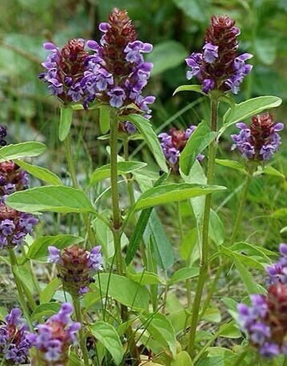 每日一画/夏枯草