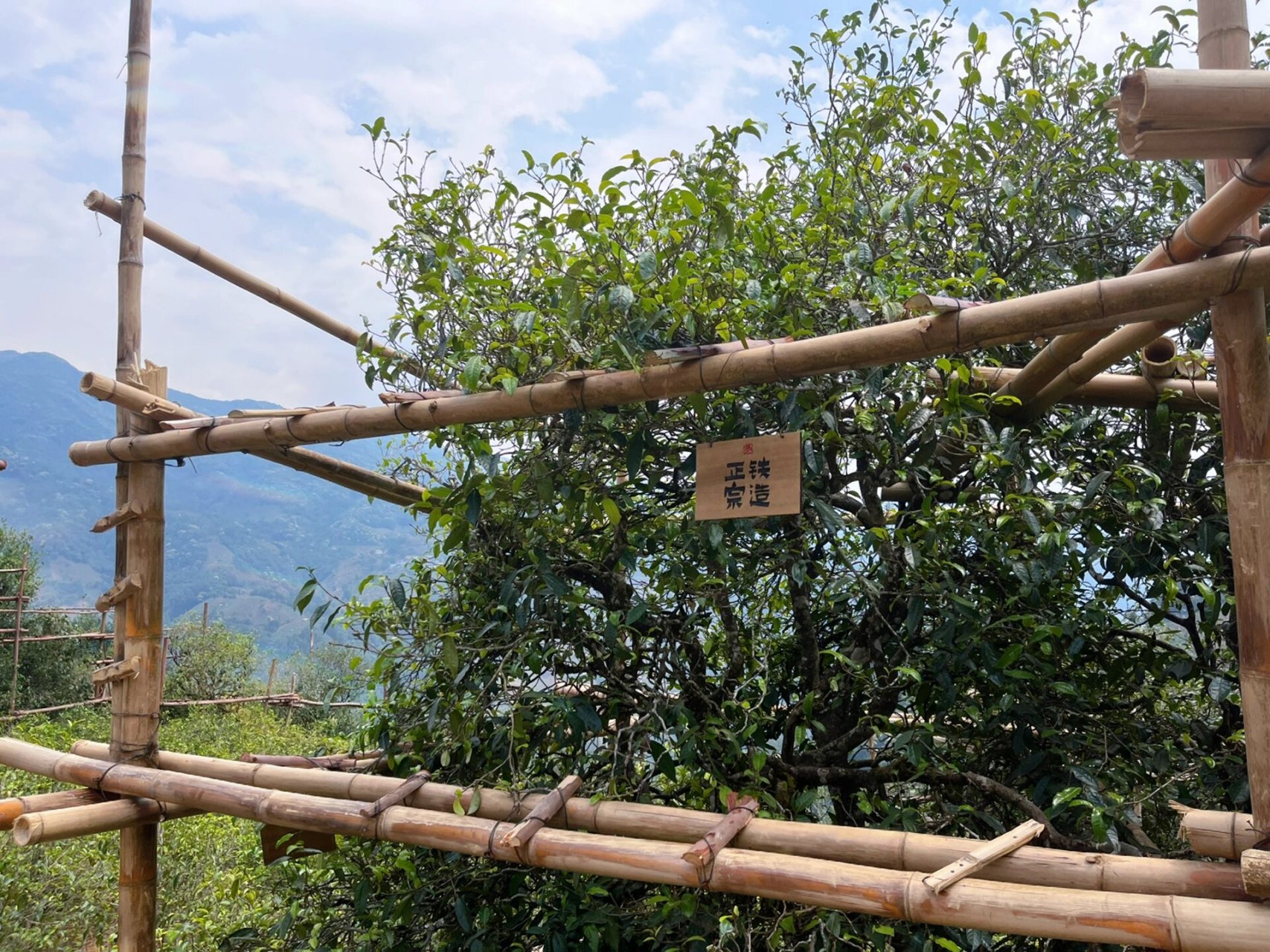 双江冰岛村 | 见到茶树王了7515 双江拉祜族佤族布朗族傣族自治县