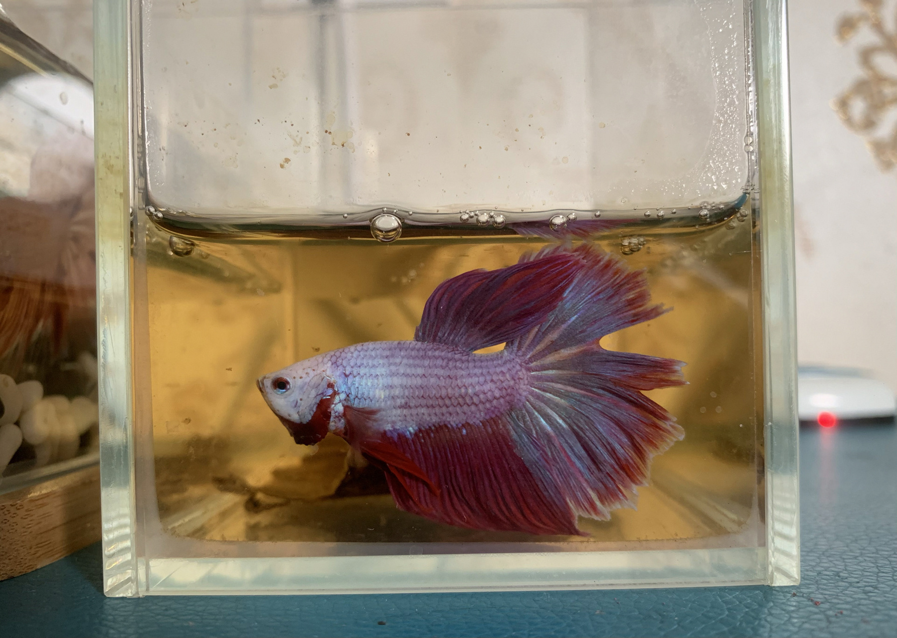 斗鱼夹尾 到底该用什么水养斗鱼 julia 来我家没多久就出现了夹尾的