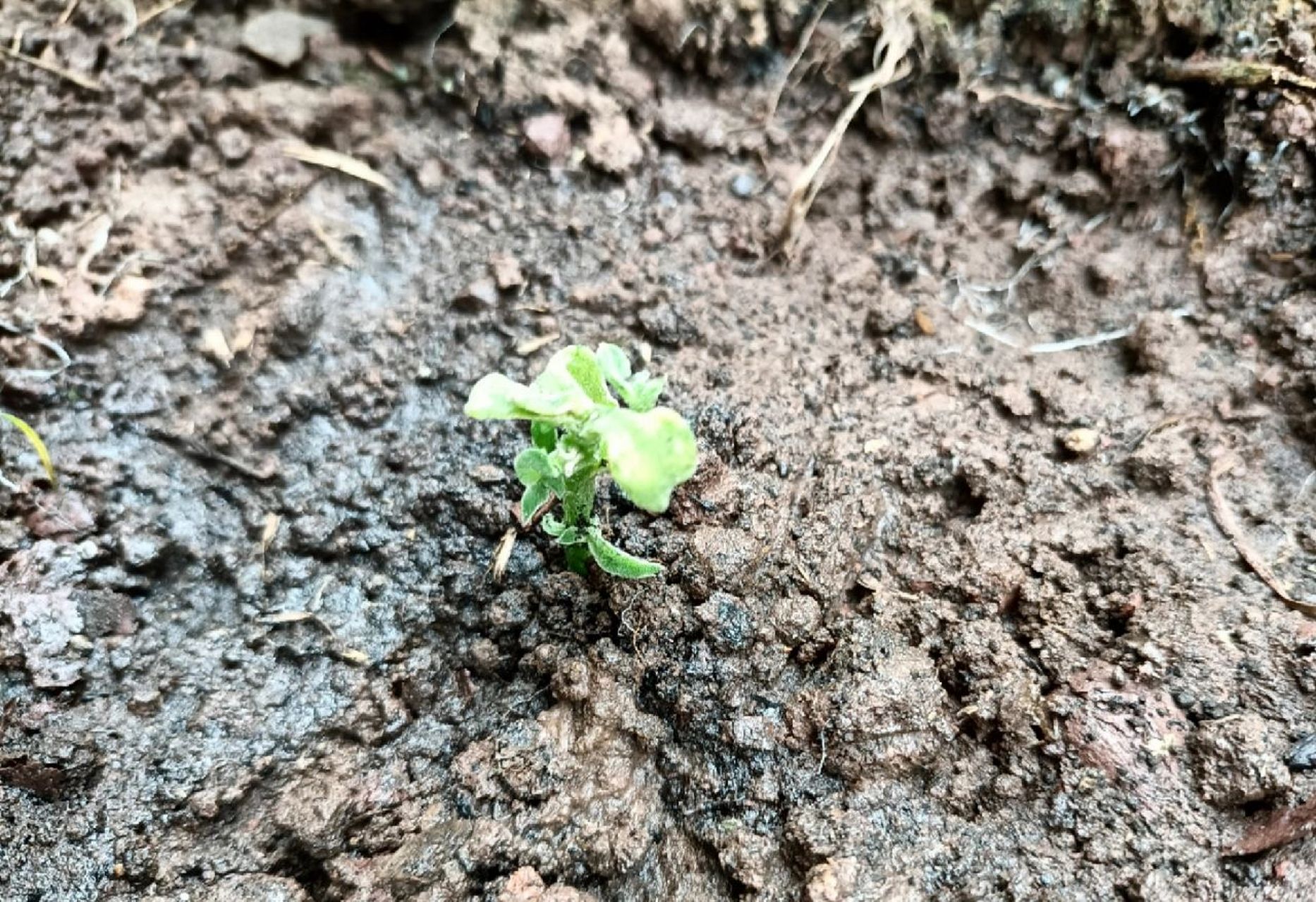 冰菜小侧芽扦插 弄断的冰菜小侧芽,已有好几个芽头不舍得扔掉,种地里
