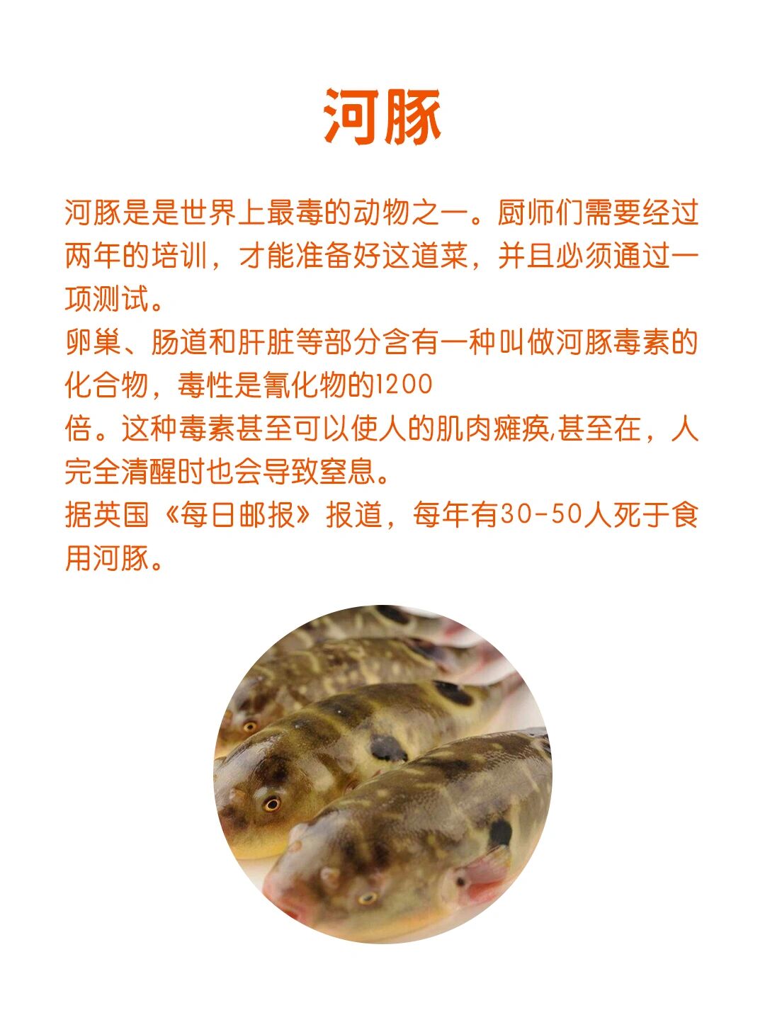 河豚鱼中毒图片