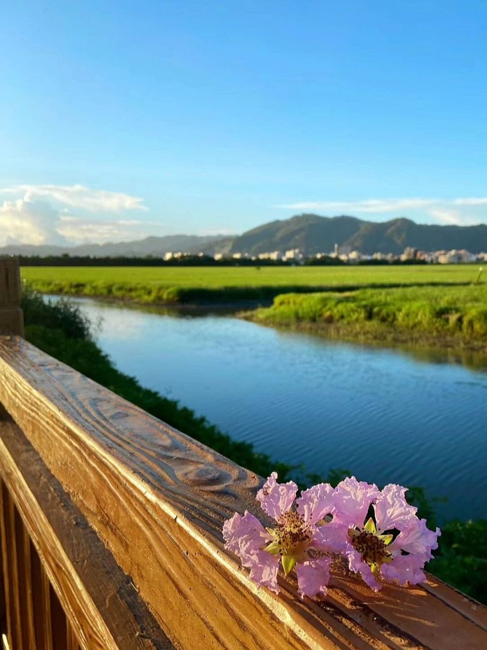隐藏在潮阳的世外桃源-梅花湿地公园 推荐一个超棒的绝美免费的潮阳
