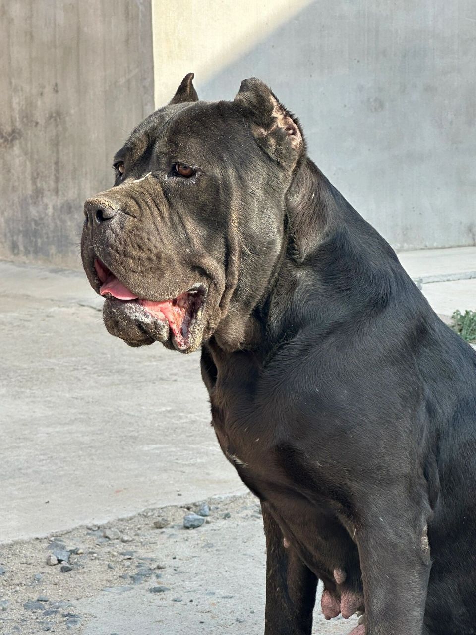 卡斯罗犬 真漂亮啊 她的孩子还有两公两母 包裁耳断尾疫苗